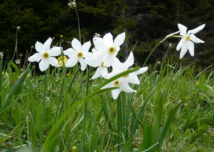 Scesaplana 3* Seewis im Prätigau