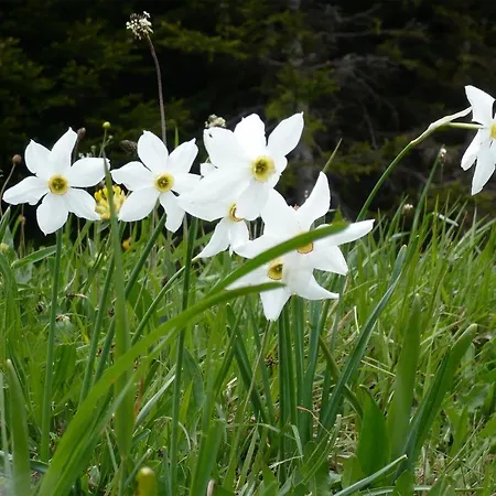 Scesaplana 3* Seewis im Prätigau